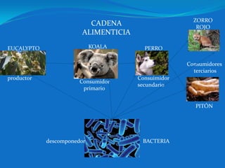 ZORRO
ROJO

CADENA
ALIMENTICIA
KOALA

EUCALYPTO

PERRO
Consumidores
terciarios

productor

Consumidor
primario

Consuimidor
secundario

PITÓN

descomponedor

BACTERIA

 