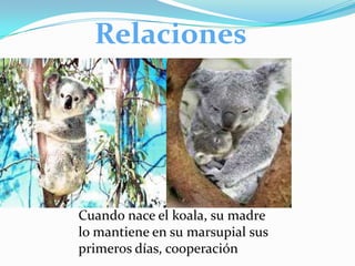 Relaciones

Cuando nace el koala, su madre
lo mantiene en su marsupial sus
primeros días, cooperación

 