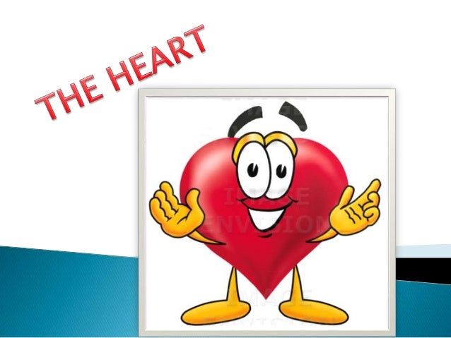 The heart is located a little to the left of the middle of
your chest, and is about the size of your fist.
 