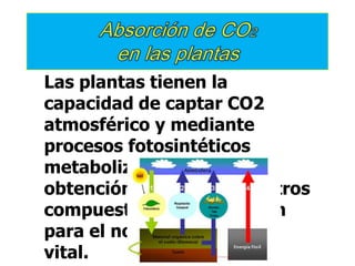 Las plantas tienen la
capacidad de captar CO2
atmosférico y mediante
procesos fotosintéticos
metabolizarlo para la
obtención de azucares y otros
compuestos que requieren
para el normal desarrollo
vital.
 