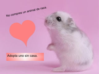 No compres un animal de raza.
Adopta uno sin casa.
 