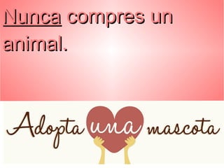 NuncaNunca compres uncompres un
animal.animal.
 