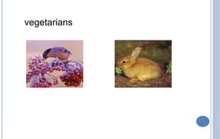 vegetarians
 
