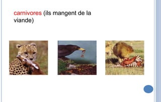 carnivores (ils mangent de la
viande)
 