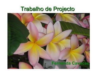 Trabalho de Projecto Fernanda Cavacas 