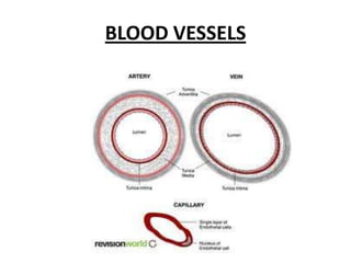 BLOOD VESSELS