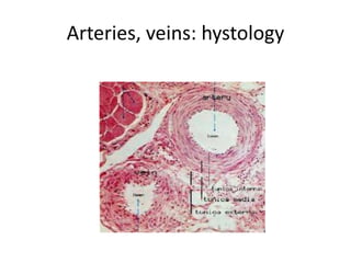 Arteries, veins: hystology