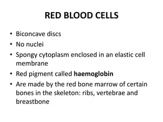 RED BLOOD CELLSBiconcave discsNo nucleiSpongycytoplasmenclosed in anelasticcellmembraneRed pigmentcalledhaemoglobinAre madebythe red bonemarrow of certainbones in theskeleton: ribs, vertebrae and breastbone