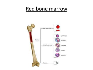 Red bonemarrow