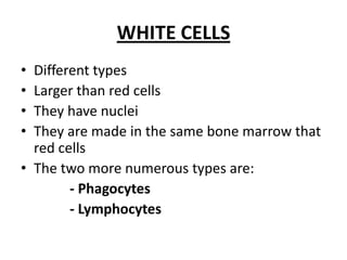 WHITE CELLSDifferenttypesLargerthan red cellsTheyhavenucleiThey are made in thesamebonemarrowthat red cellsThetwo more numeroustypes are:             - Phagocytes             - Lymphocytes