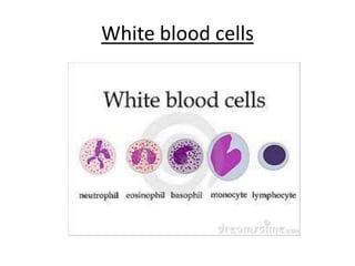 White bloodcells
