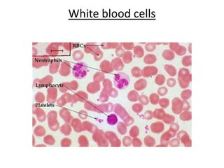 White bloodcells