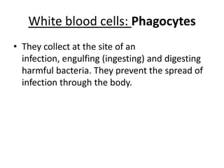 White bloodcells: PhagocytesTheycollect at thesite of aninfection, engulfing (ingesting) and digestingharmful bacteria. Theypreventthe spread of infectionthroughthebody.