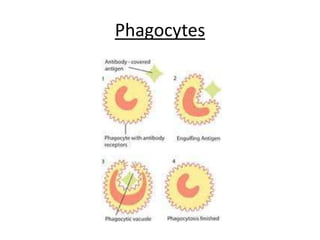 Phagocytes