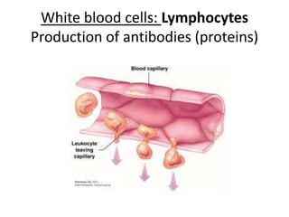 White bloodcells: LymphocytesProduction of antibodies (proteins)