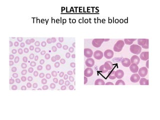 PLATELETSTheyhelptoclottheblood