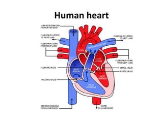 Humanheart