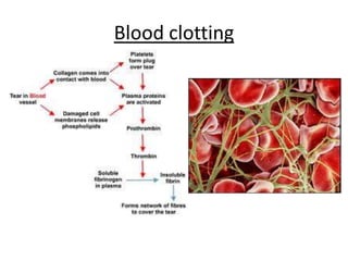 Bloodclotting