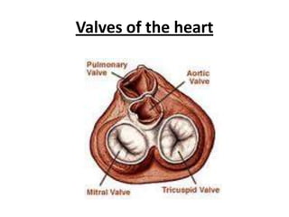 Valves of the heart