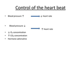 Control of theheart beatBloodpressure↑                                ↓ heartrateBloodpressure↓                                                                                                        ↑ heartrate↓ O₂ concentration↑ CO₂ concentrationHormone adrenaline