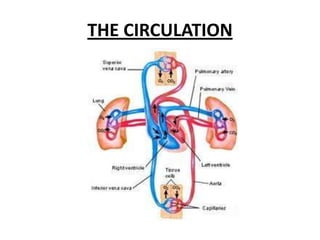 THE CIRCULATION