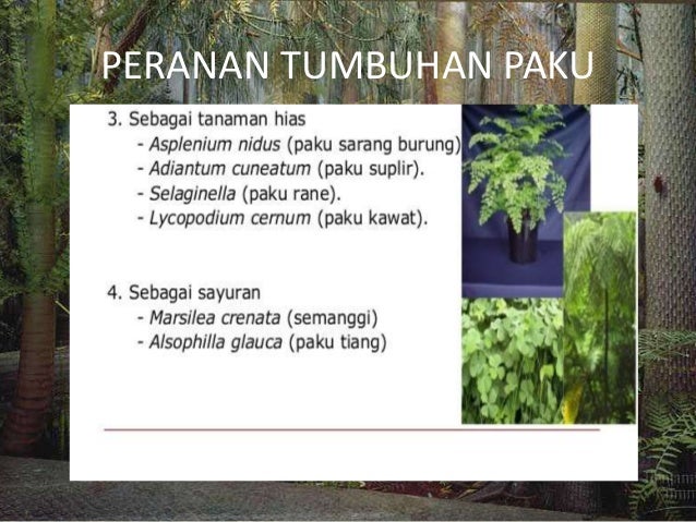 Powerpoint tumbuhan berkormus