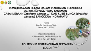 PEMBERDAYAAN PETANI DALAM PENERAPAN TEKNOLOGI
INTERCROPPING PADA TANAMAN
CABAI MERAH (Capsicum annum L. ) DAN KUBIS BUNGA (Brassica
oleracea) BANGODUA INDRAMAYU
Dosen Pembimbing
Ir. Muhammad Tassim Billah, M. Sc.
Dr. Ir. Yul Harry Bahar
POLITEKNIK PEMBANGUNAN PERTANIAN
BOGOR
Nama
Kamilia Nur Asyaro’Aida
NIRM 04.1.16.0797
 