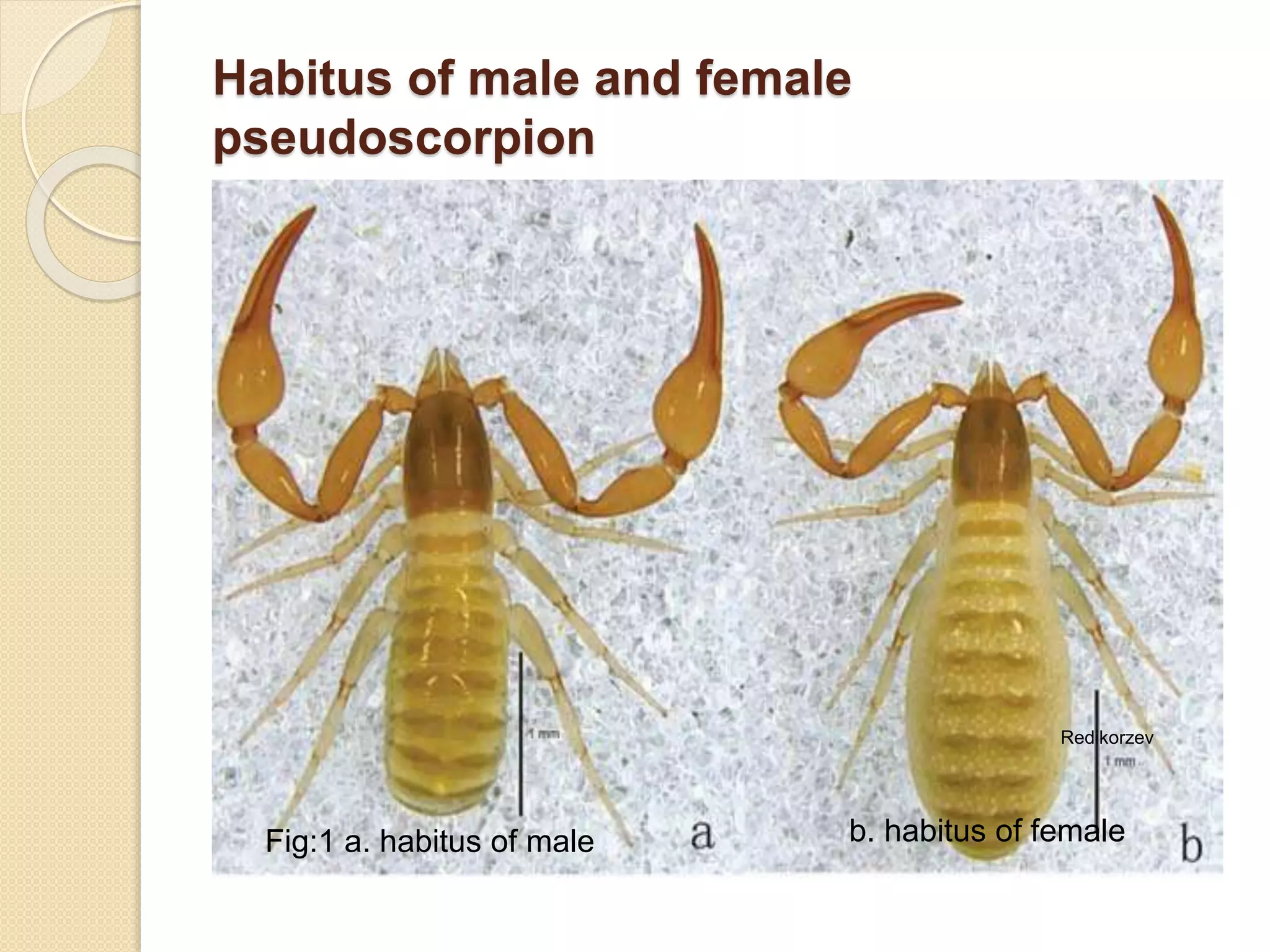 Habitus of male and female
pseudoscorpion
Redikorzev
Fig:1 a. habitus of male b. habitus of female
 