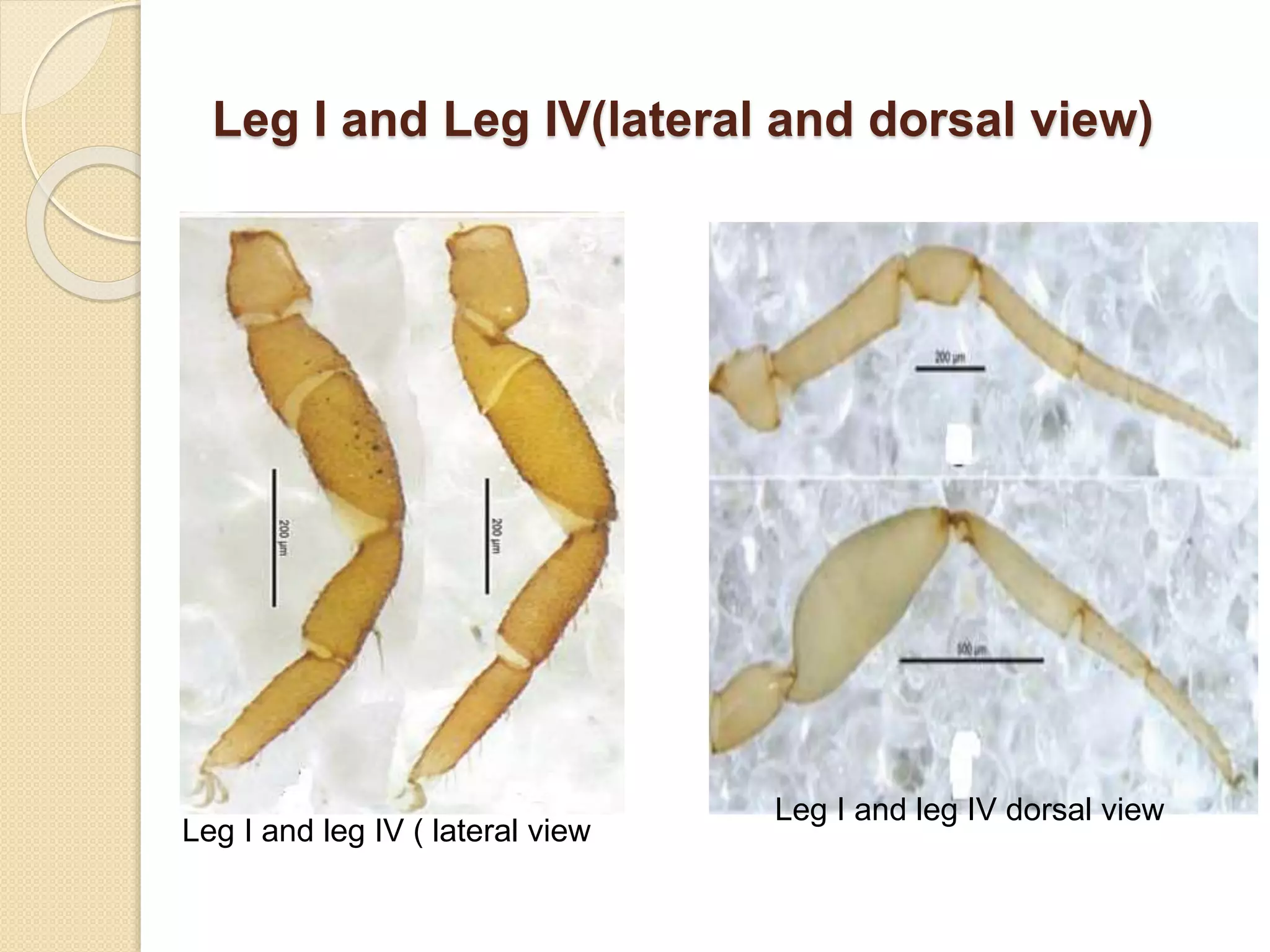 Leg I and Leg IV(lateral and dorsal view)
Leg I and leg IV ( lateral view
Leg I and leg IV dorsal view
 