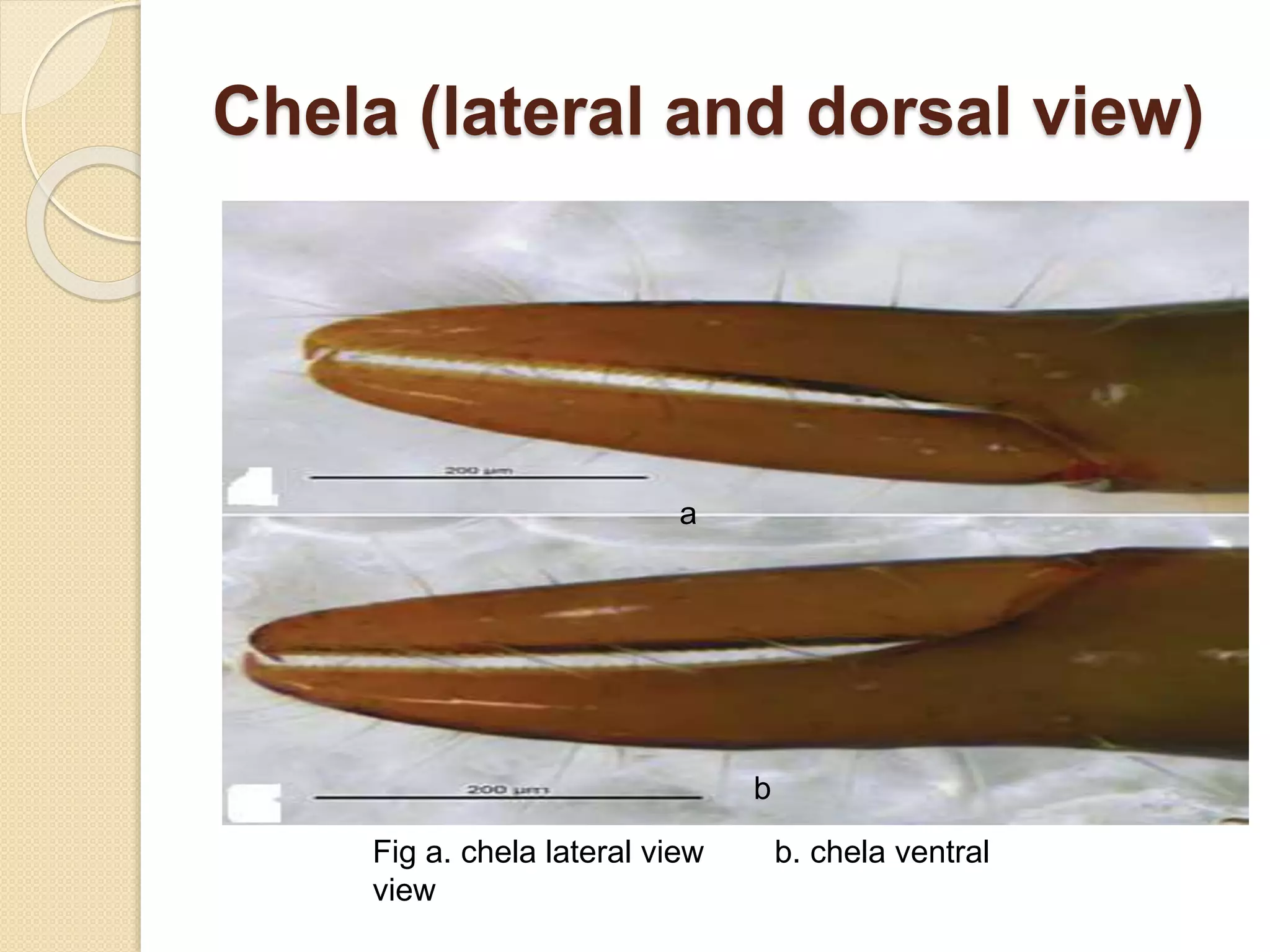 Chela (lateral and dorsal view)
a
b
Fig a. chela lateral view b. chela ventral
view
 