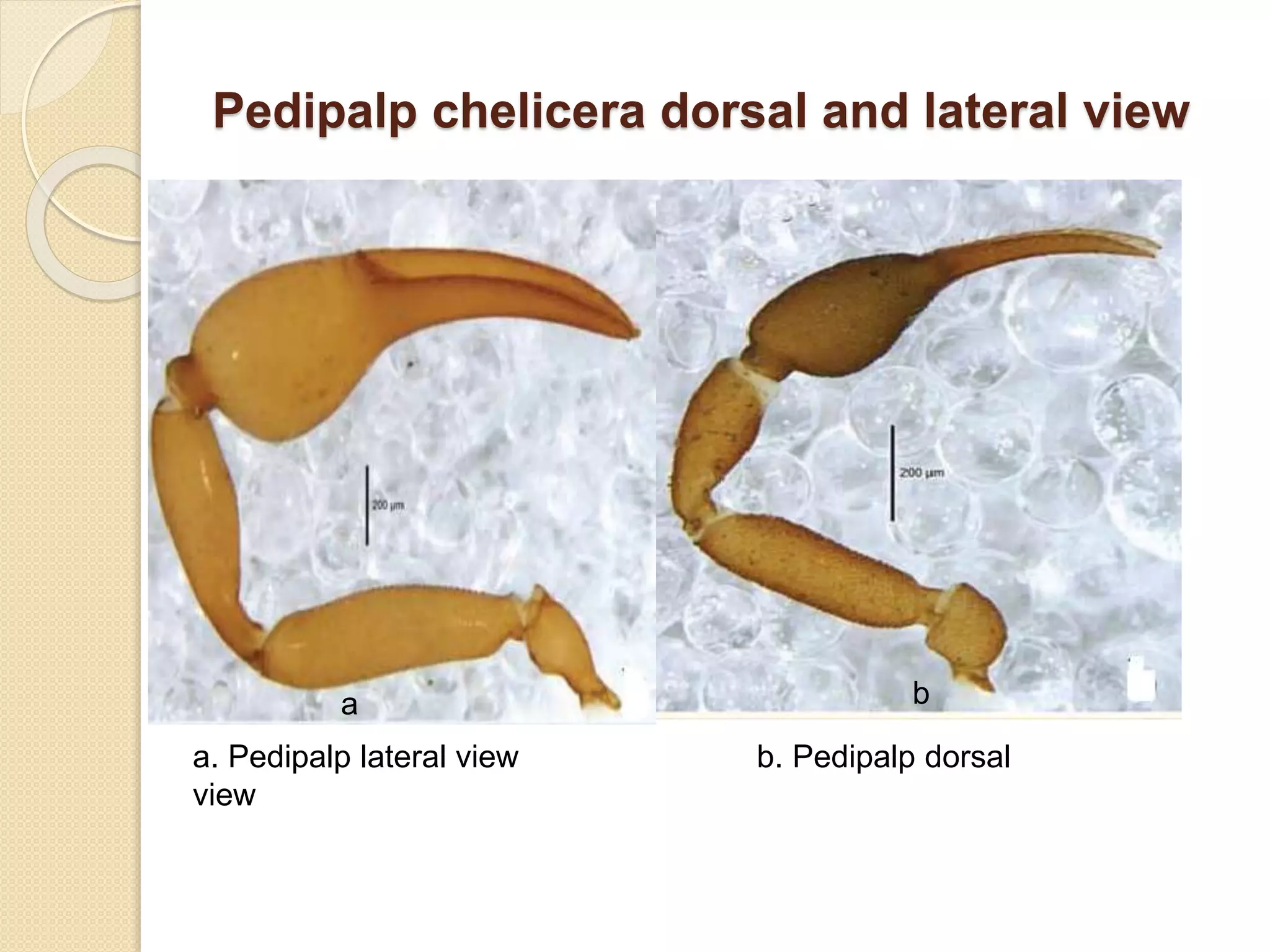 Pedipalp chelicera dorsal and lateral view
a. Pedipalp lateral view b. Pedipalp dorsal
view
a b
 