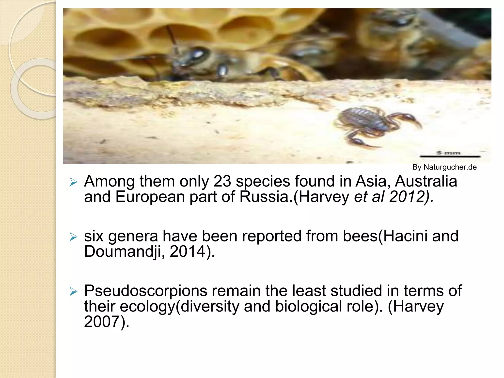  Among them only 23 species found in Asia, Australia
and European part of Russia.(Harvey et al 2012).
 six genera have been reported from bees(Hacini and
Doumandji, 2014).
 Pseudoscorpions remain the least studied in terms of
their ecology(diversity and biological role). (Harvey
2007).
By Naturgucher.de
 