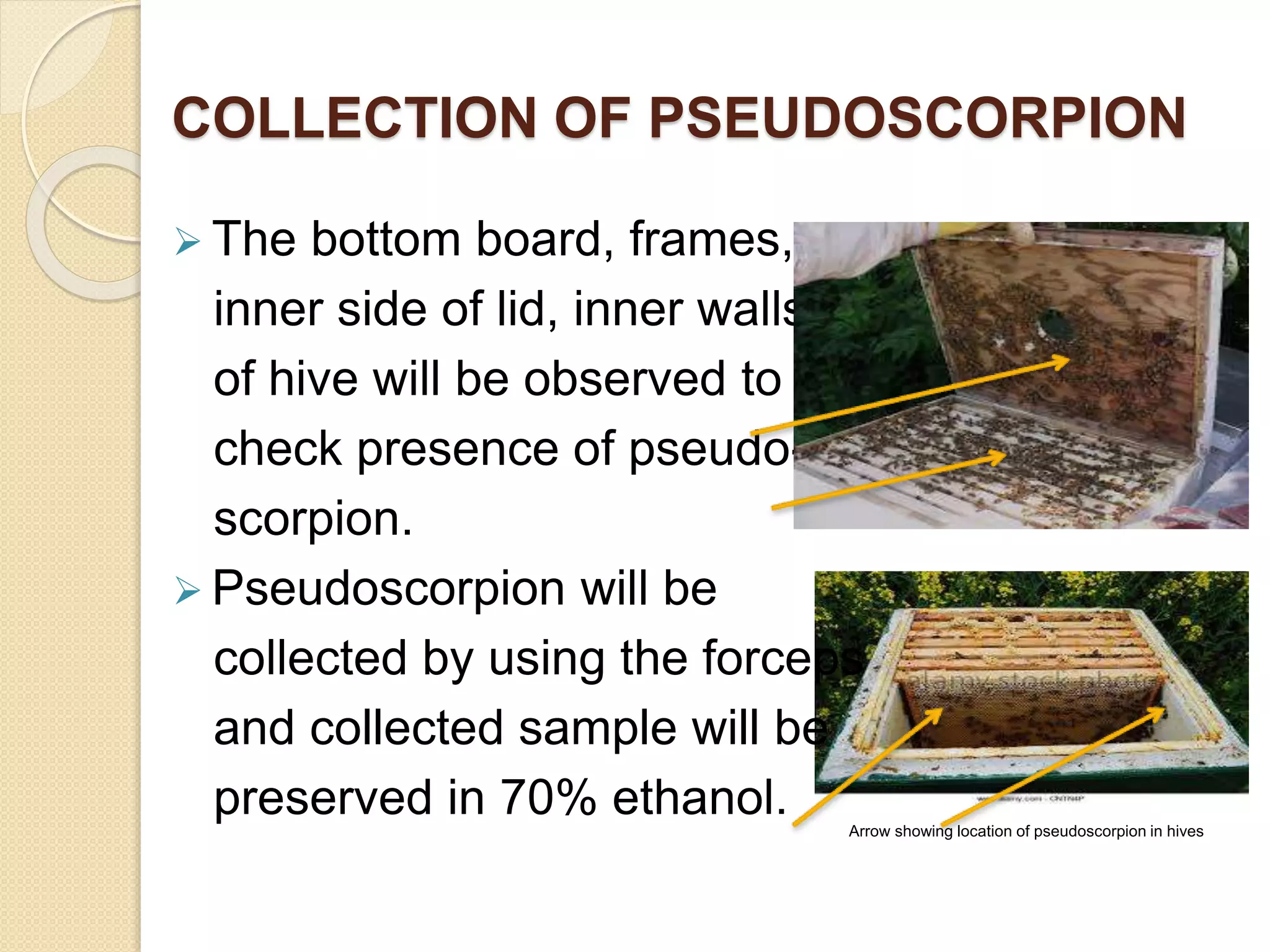 COLLECTION OF PSEUDOSCORPION
Arrow showing location of pseudoscorpion in hives
 The bottom board, frames,
inner side of lid, inner walls
of hive will be observed to
check presence of pseudo-
scorpion.
 Pseudoscorpion will be
collected by using the forceps
and collected sample will be
preserved in 70% ethanol.
 