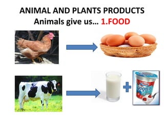 ANIMAL AND PLANTS PRODUCTS
Animals give us… 1.FOOD

 