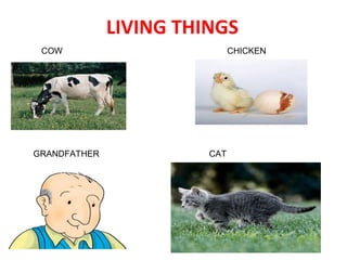 LIVING THINGS
COW

GRANDFATHER

CHICKEN

CAT

 