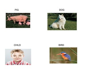 PIG

DOG

CHILD

BIRD

 
