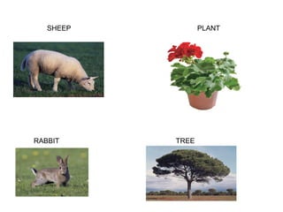 SHEEP

RABBIT

PLANT

TREE

 