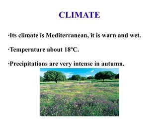 CLIMATE ·Its climate is Mediterranean, it is warn and wet. ·Temperature about 18ºC. ·Precipitations are very intense in autumn. 