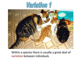 Variation 1 Within a species there is usually a great deal of variation between individuals 