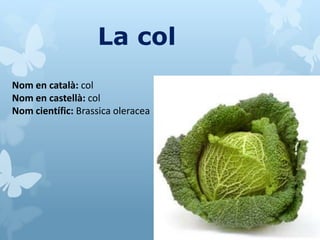 La col
Nom en català: col
Nom en castellà: col
Nom científic: Brassica oleracea
 