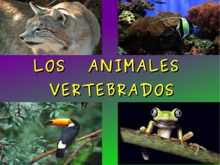 LOS  ANIMALES  VERTEBRADOS 