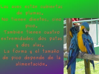 Las aves están cubiertas de plumas.  No tienen dientes, sino pico. También tienen cuatro extremidades: dos patas y dos alas.  La forma y el tamaño de pico depende de la alimentación. 