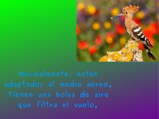 Normalmente, están adaptados al medio aéreo. Tienen una bolsa de aire que filtra el vuelo. 
