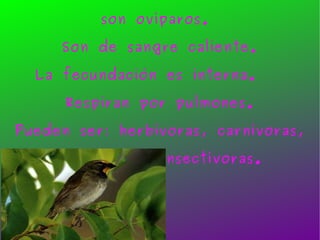 Las aves nacen de huevos, por eso son ovíparos.  Son de sangre caliente. La fecundación es interna.  Respiran por pulmones. Pueden ser: herbívoras, carnívoras, piscívoras e insectívoras. 