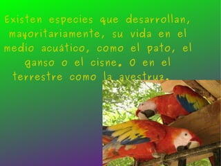 Existen especies que desarrollan, mayoritariamente, su vida en el medio acuático, como el pato, el ganso o el cisne. O en el terrestre como la avestruz.  