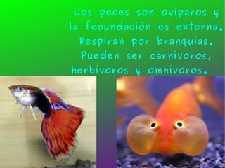 Los peces son ovíparos y la fecundación es externa. Respiran por branquias. Pueden ser carnívoros, herbívoros y omnívoros.  