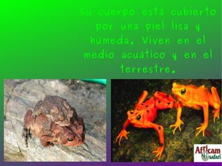 Su cuerpo está cubierto por una piel lisa y húmeda. Viven en el medio acuático y en el terrestre. 