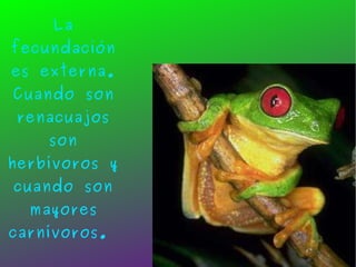 La fecundación es externa. Cuando son renacuajos son herbívoros y cuando son mayores carnívoros.  