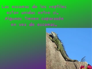 Las escamas de los reptiles están unidas entre sí.  Algunos tienen caparazón en vez de escamas. 