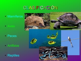 C L A S I F I C A C I Ó N Mamíferos Aves Peces Anfibios Reptiles 
